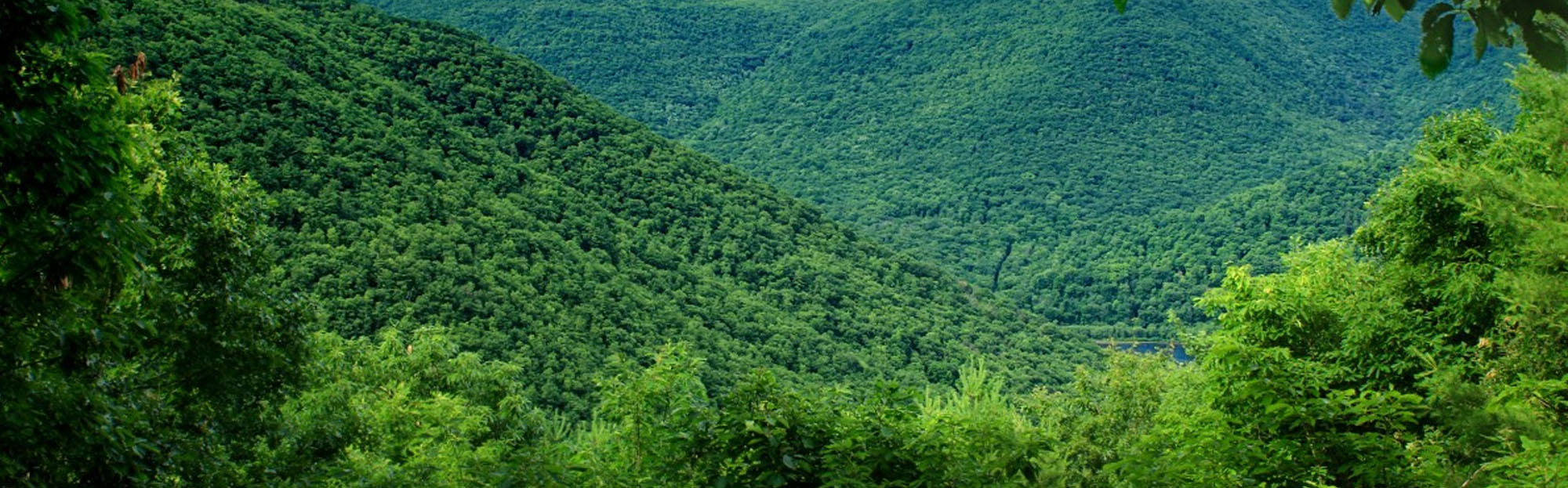 ป่าเขียว